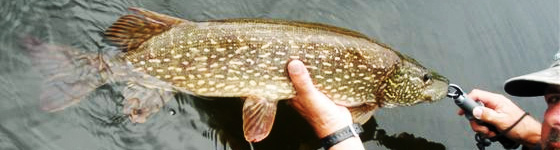 Trophy Walleye Northern Bass Trout Fishing Trips